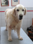 Gentle,golden reu van 12 jaar, is stijf en heeft last van zijn huid. Acupunctuur doet hem goed.